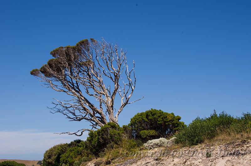 Cape Bridgewater IMGP4749.jpg